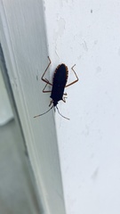 Leptoscelis elongator