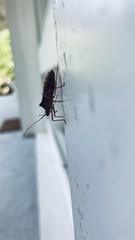 Leptoscelis elongator