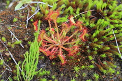 Drosera rotundifolia