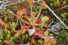 Drosera rotundifolia