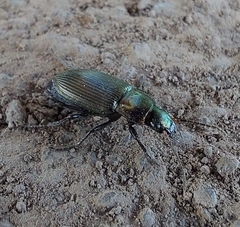 Poecilus versicolor