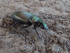 Poecilus versicolor