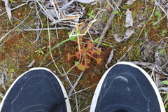 Drosera rotundifolia