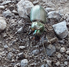 Poecilus versicolor