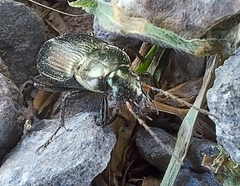Poecilus versicolor
