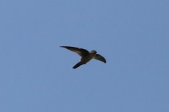 Aerodramus terraereginae
