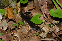 Plethodon amplus