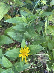 Wedelia calycina