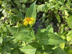 Wedelia calycina