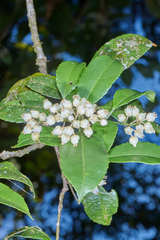 Turpinia insignis