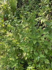 Wedelia calycina