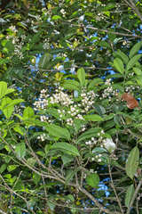 Turpinia insignis