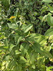 Wedelia calycina