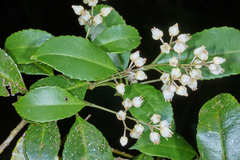 Turpinia insignis