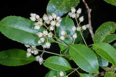 Turpinia insignis