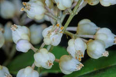 Turpinia insignis