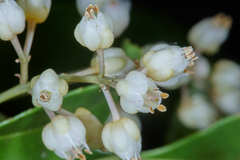 Turpinia insignis
