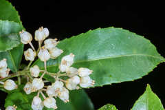 Turpinia insignis