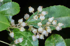 Turpinia insignis