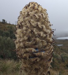 Puya clava-herculis