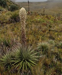 Puya clava-herculis