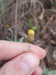 Phagnalon rupestre