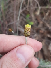 Phagnalon rupestre