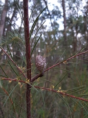 Hakea nodosa