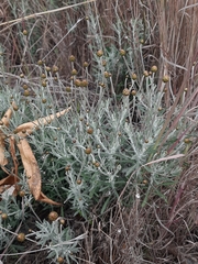 Phagnalon rupestre