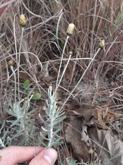 Phagnalon rupestre