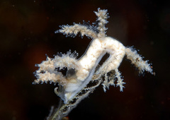 Kabeiro phasmida