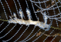 Kabeiro phasmida