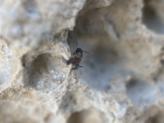 Myrmecophilidae