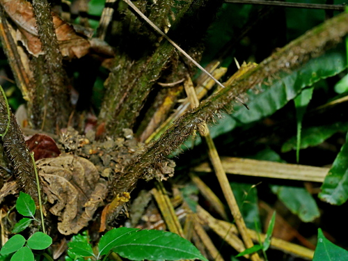 Diplazium megaphyllum, photograph 6