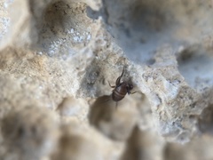 Myrmecophilidae