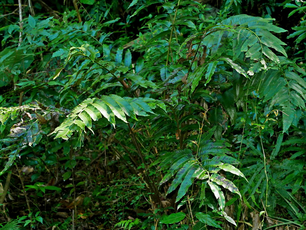 Diplazium megaphyllum; photograph (c) Jacy Chen, some rights reserved (CC BY)