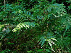 Diplazium megaphyllum
