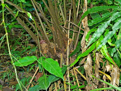 Diplazium megaphyllum, photograph 2