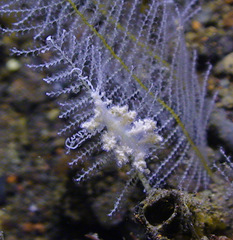 Kabeiro phasmida