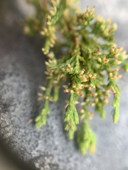 Erica urceolata
