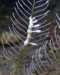 Kabeiro phasmida