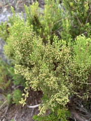 Erica urceolata