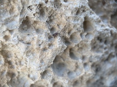 Myrmecophilidae