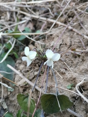 Viola alba alba