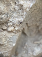 Myrmecophilidae