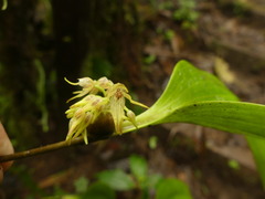 Pleurothallis ruscifolia