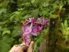 Epidendrum nanegalense