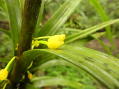 Maxillaria aurea