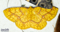 Periclina