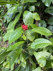 Pachystachys spicata